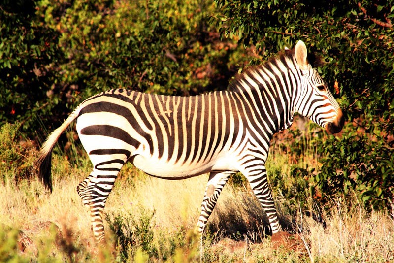 Etosha National Park 8